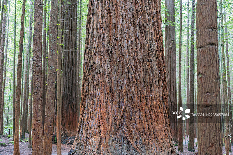新西兰红木森林图片素材