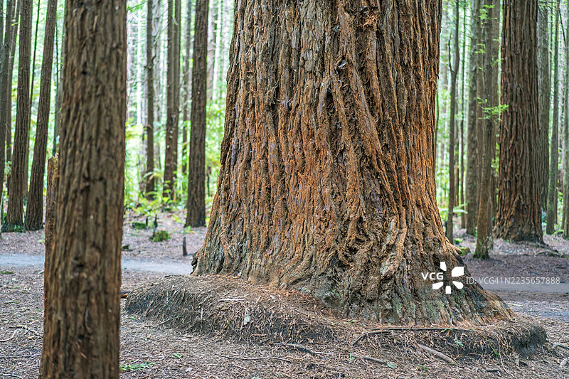 新西兰的大红木森林图片素材