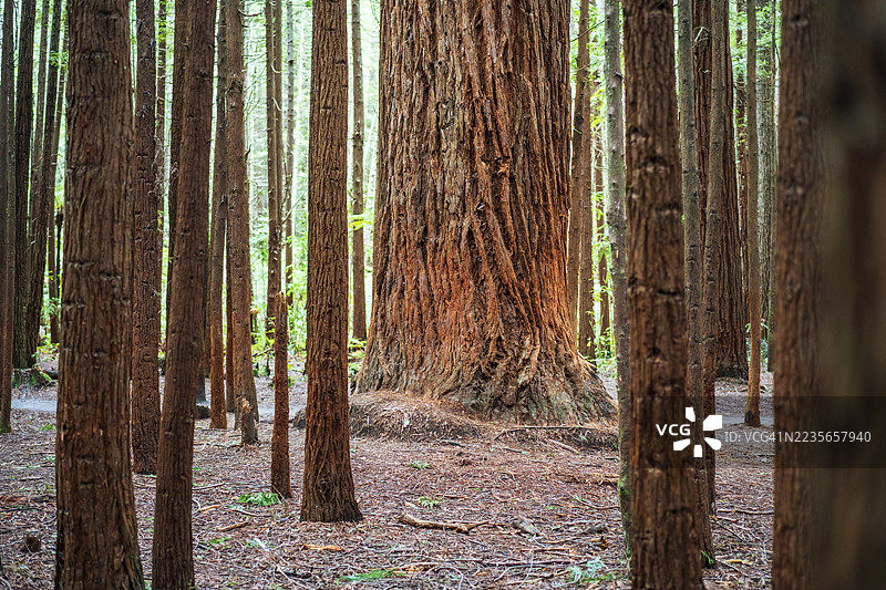 新西兰红木森林图片素材