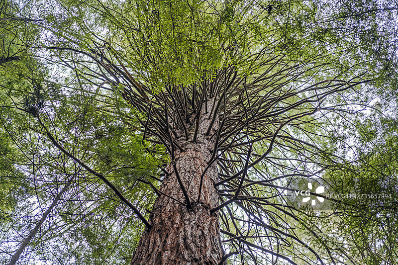 新西兰红木森林的树冠图片素材