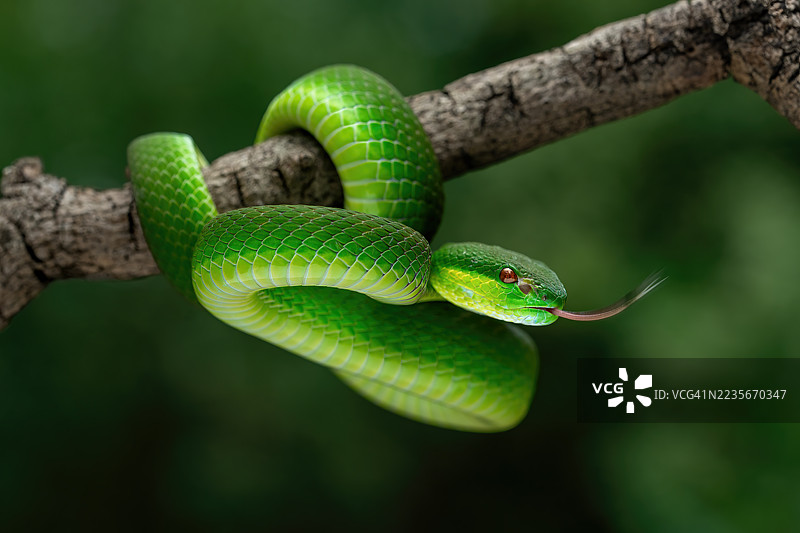 绿色白唇蝮蛇图片素材