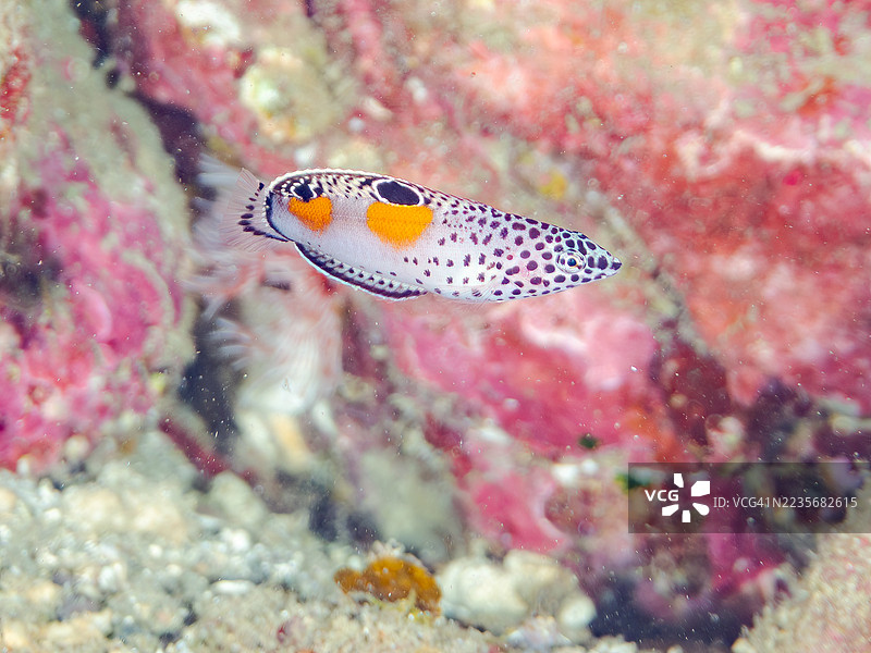 小丑鱼，Coris aygula，幼鱼。鱼群。静冈县南伊豆，中木港，平子海滩，伊豆半岛，日本。- 2025年7月20日。图片素材