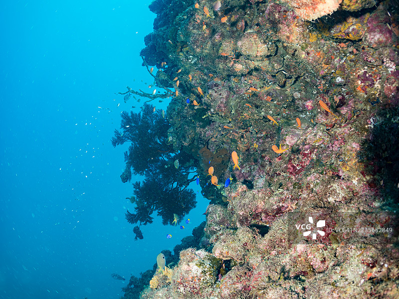 海金鱼,鳞鳍伪鲷,黄蓝色飞鱼,长尾飞鱼,蓝金飞鱼,金带飞鱼,韦伯的彩虹鱼,韦伯彩虹鱼,北方黄斑彩虹鱼等。鱼群。图片素材