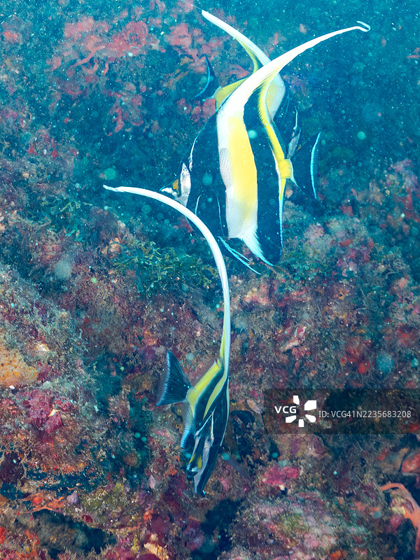 摩尔鱼，角鳍鱼。鱼群。静冈县南伊豆，中木港，平藏海滩 - 2025年7月20日。图片素材