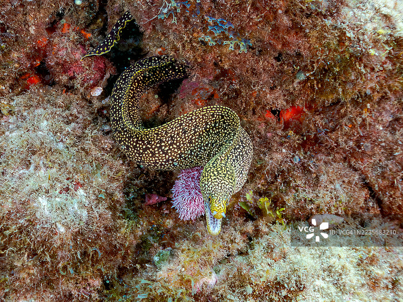 阿博特鳗鱼,Gymnothorax meleagris,幼鱼。鱼群。平藏海滩,中木港,南伊豆,伊豆半岛,静冈县,日本。- 2025年7月20日。图片素材