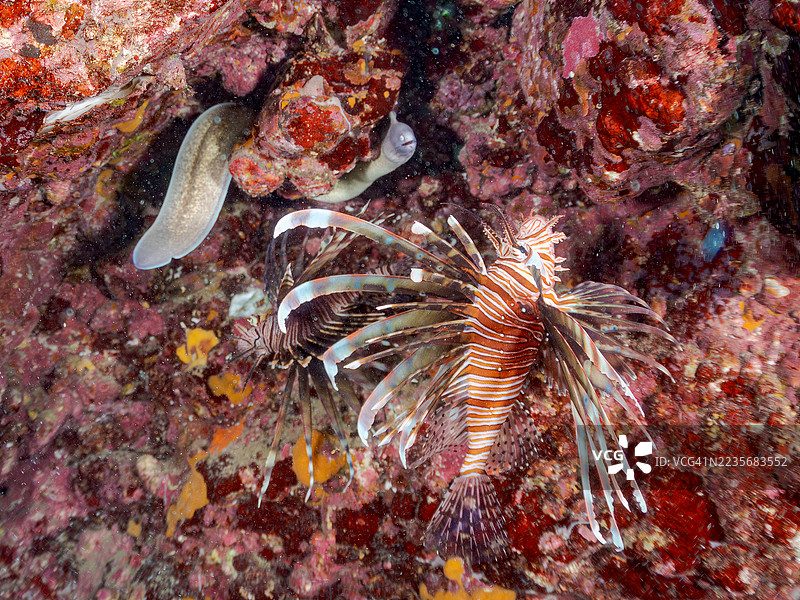灰脸鳗鱼，Gymnothorax thyrsoideus，红狮子鱼，Pterois volitans，以及其他鱼类。鱼群。平藏海滩，中木港，南伊豆，伊豆半岛，静冈县，日本。- 2025年7月20日。图片素材