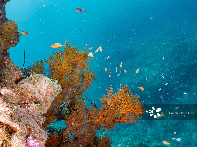 海金鱼，鳞鳍伪鲷，黄蓝色飞鱼，长尾飞鱼，蓝金飞鱼，金带飞鱼，韦伯的彩虹鱼，韦伯彩虹鱼，北方黄斑彩虹鱼等。鱼群。图片素材