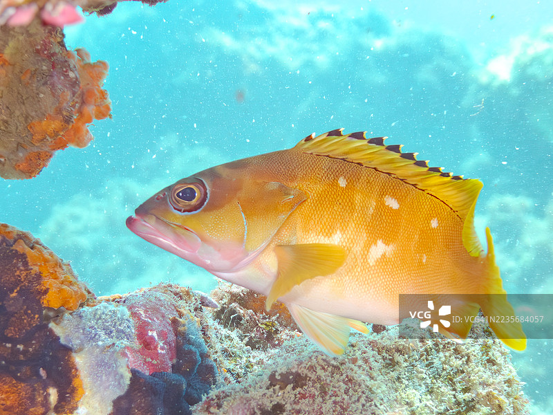 黑尖石斑鱼，Epinephelus fasciatus，以及其他鱼类。鱼群。平藏海滩，中木港，南伊豆，伊豆半岛，静冈县，日本。- 2025年7月20日。图片素材