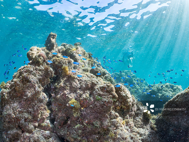 鸡 grunt,三条纹鲷,金色鲤,海鲂,天使小丑鱼等。鱼群。平藏海滩,中木港,南伊豆,伊豆半岛,静冈县,日本。- 2025年7月20日。图片素材