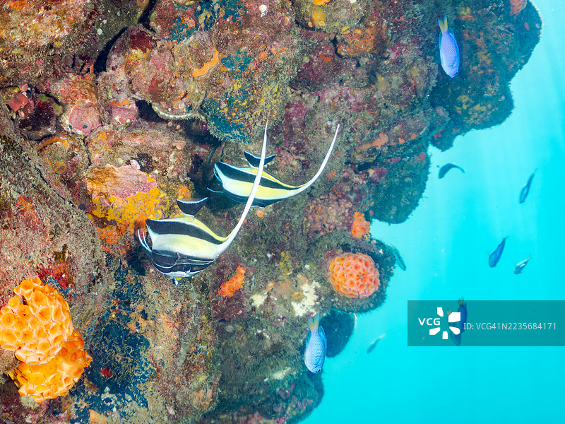摩尔鱼，角鳍鱼，天使小丑鱼，蓝色小丑鱼等。鱼群。平藏海滩，中木港，南伊豆，伊豆半岛，静冈县，日本。- 2025年7月20日。图片素材