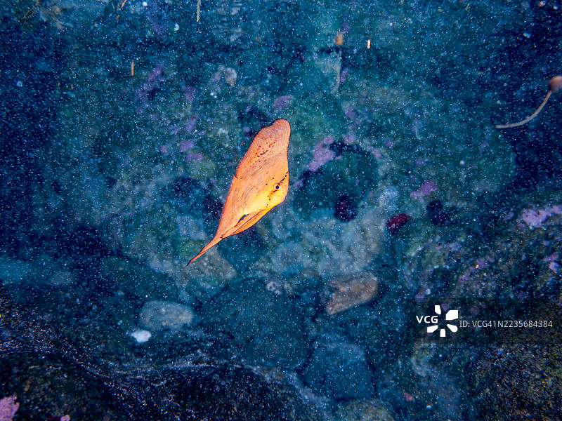 圆形蝠鲼,Platax orbicularis,幼鱼,鱼群。平藏海滩,中木港,南伊豆,伊豆半岛,静冈县,日本。- 2025年7月20日。图片素材