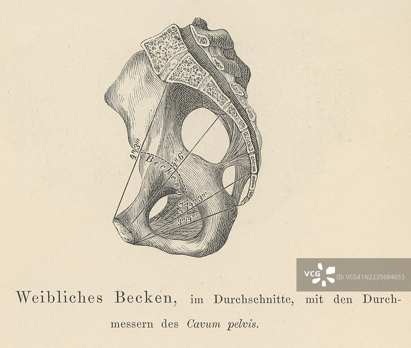 老式雕刻插图，展示了腹腔，这是人类和许多其他动物体内的一个大腔体，位于胸腔下方，盆腔上方，包含多个器官。图片素材