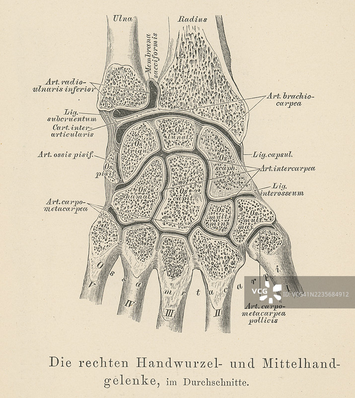 古老的解剖学雕刻插图 - 腕关节，前臂与手之间的复杂关节连接图片素材