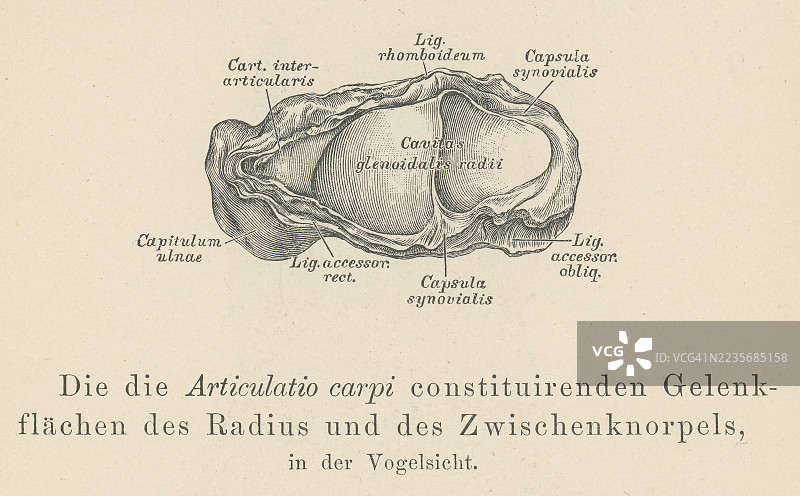 旧版雕刻插图显示掌骨，即“手掌骨”，是构成手部中间部分的附肢骨，位于指骨（手指）和腕骨（手腕骨）之间，与前臂相接。图片素材