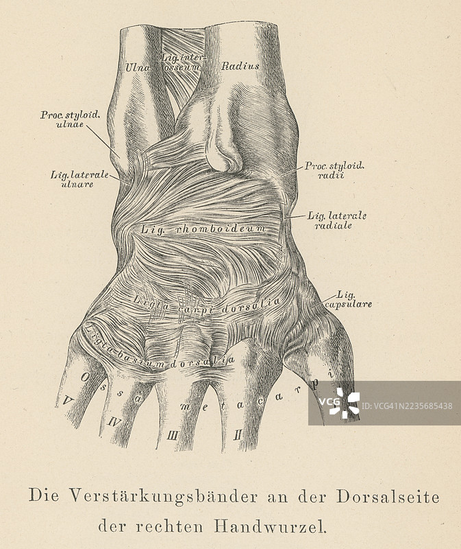 旧版雕刻插图 - 手腕韧带解剖图图片素材