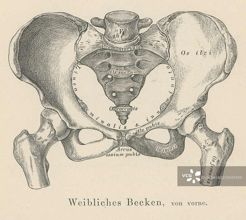 女性骨盆的古老雕刻插图图片素材