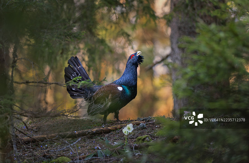西方松鸡自豪地捍卫其领土，斯洛文尼亚图片素材
