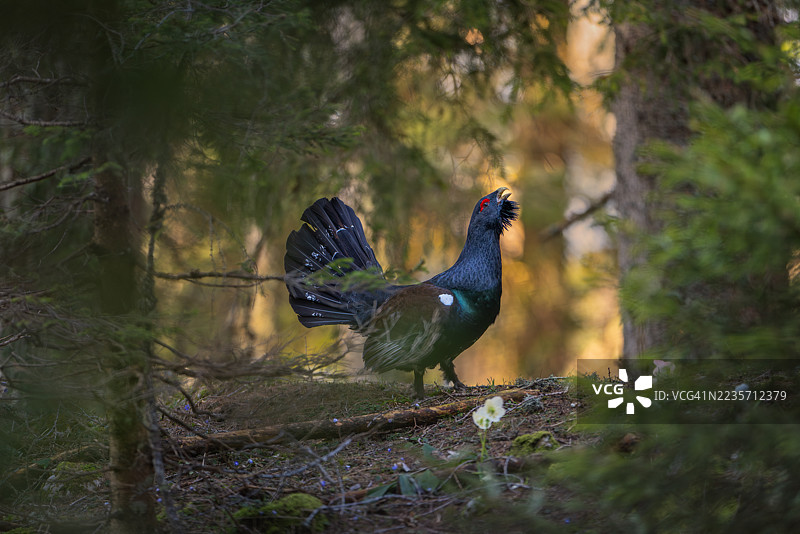 西方松鸡自豪地捍卫其领土，斯洛文尼亚图片素材