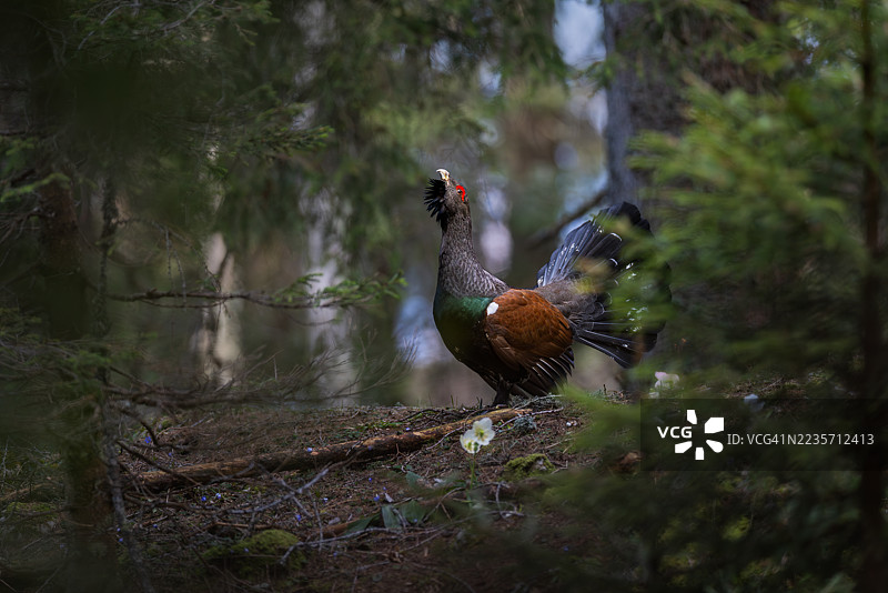 西方松鸡自豪地捍卫其领土，斯洛文尼亚图片素材