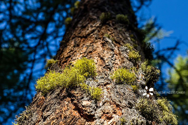 橡树苔（Evernia prunastri）生长在松树上图片素材