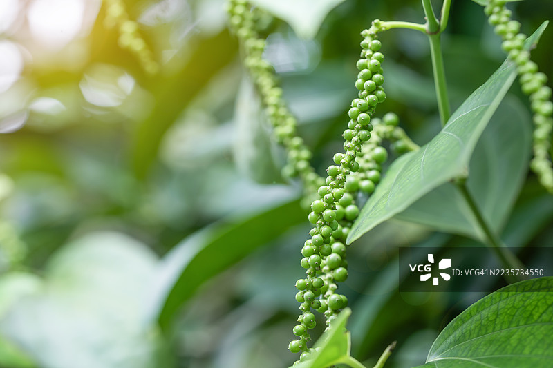 新鲜未成熟的胡椒粒悬挂在绿色叶子背景上。图片素材