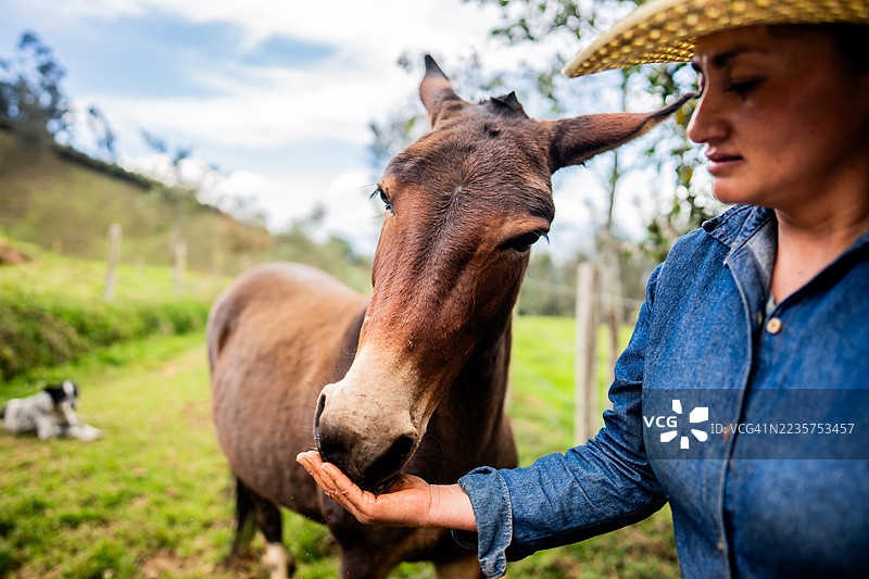 哥伦比亚昆迪纳马卡农场一位女农夫正在喂驴图片素材