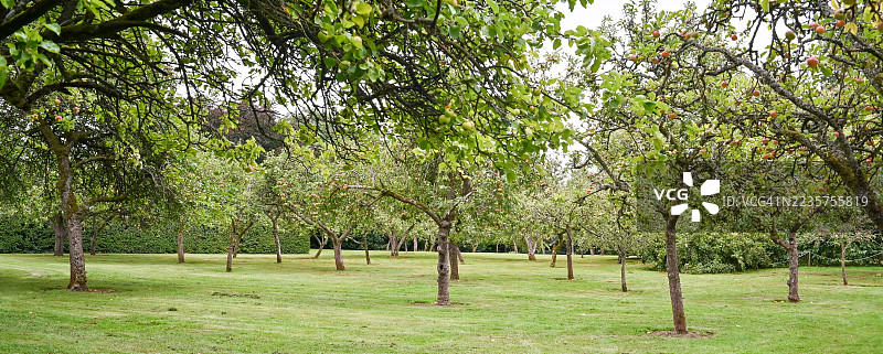 秋季果园-沃里克郡图片素材