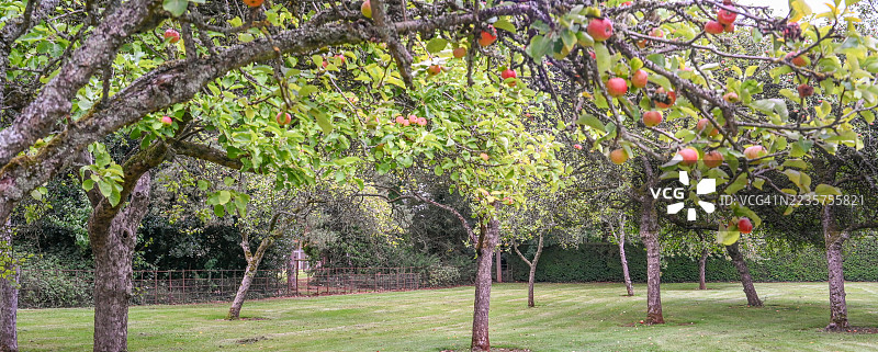 英格兰沃里克郡的秋季果园图片素材