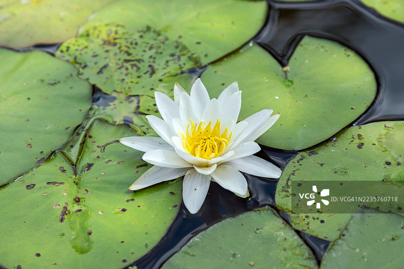 德国池塘表面盛开的睡莲图片素材