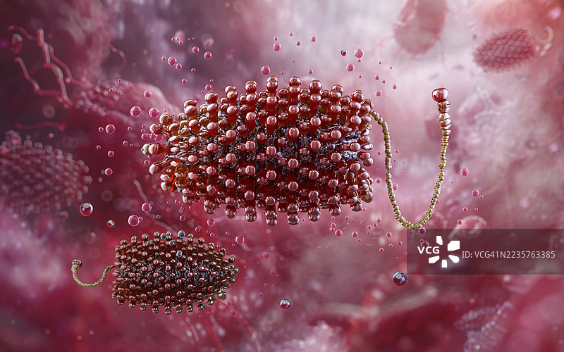 Chandipura囊泡病毒插图图片素材