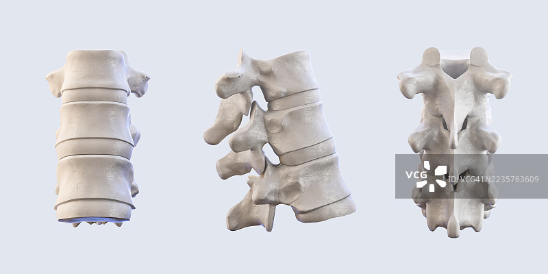 脊柱解剖图，插图图片素材