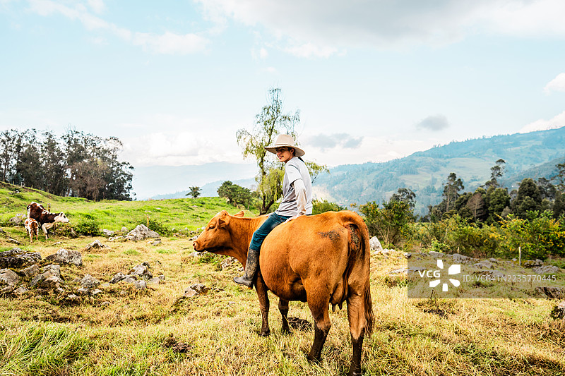 哥伦比亚昆迪纳马卡乡村，一位少年农夫骑着一头牛图片素材
