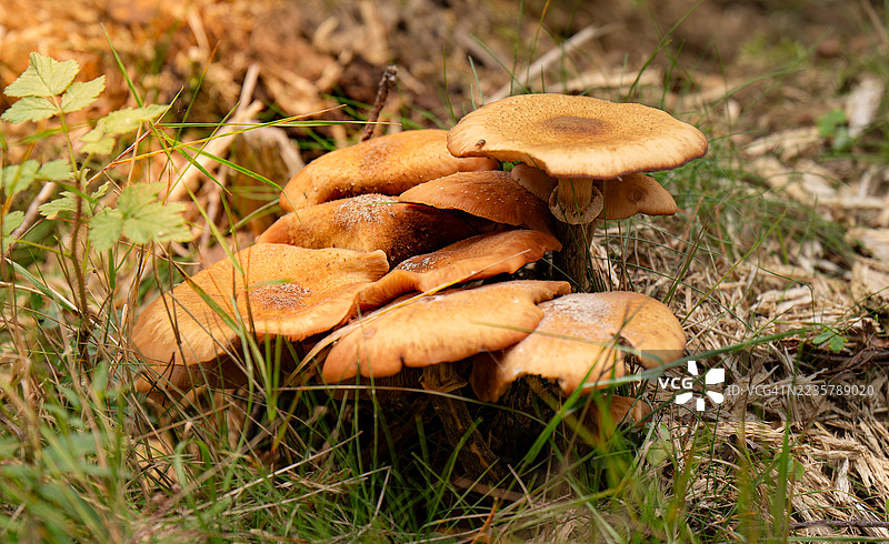 雨水催生了森林里许多蘑菇的生长图片素材