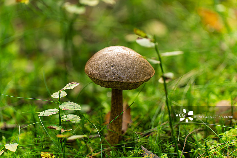 牛肝菌的菌盖和菌柄呈棕色图片素材
