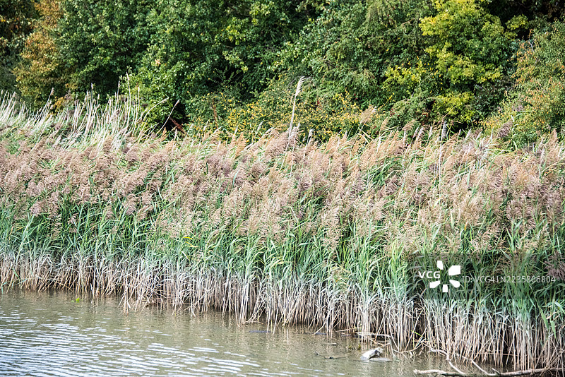 东印度码头盆地的芦苇床边缘，利默斯图片素材