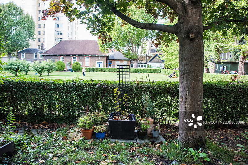 梭罗维亚花园下的白杨树近景图片素材