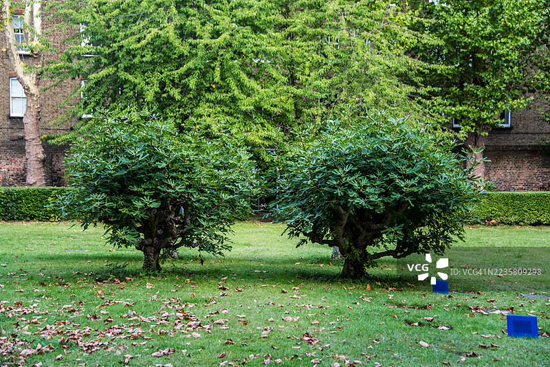 戈什的草坪上的无花果树，摩拉维亚近邻图片素材