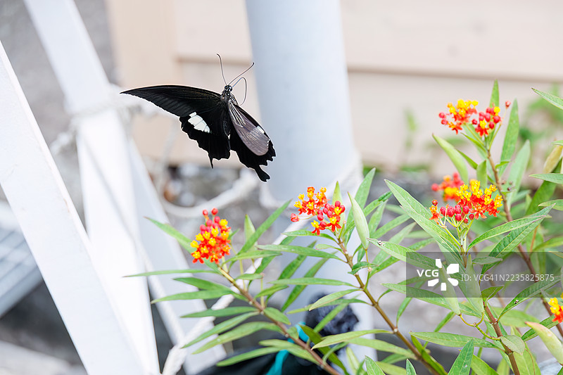 红色海伦蝶，学名Papilio helenus。燕尾蝶。正在吸食蓝花丹的花蜜。日本静冈县南伊豆町加茂地区中木港 - 2025年7月12日图片素材