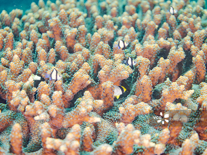 斜纹蝶鱼，三带蝶鱼，网状达斯基尔鱼，达斯基尔鱼，三斑达斯基尔鱼，桌状珊瑚，孤立珊瑚，及其他。鱼群。平藏海滩，中木港，南伊豆，伊豆半岛。图片素材