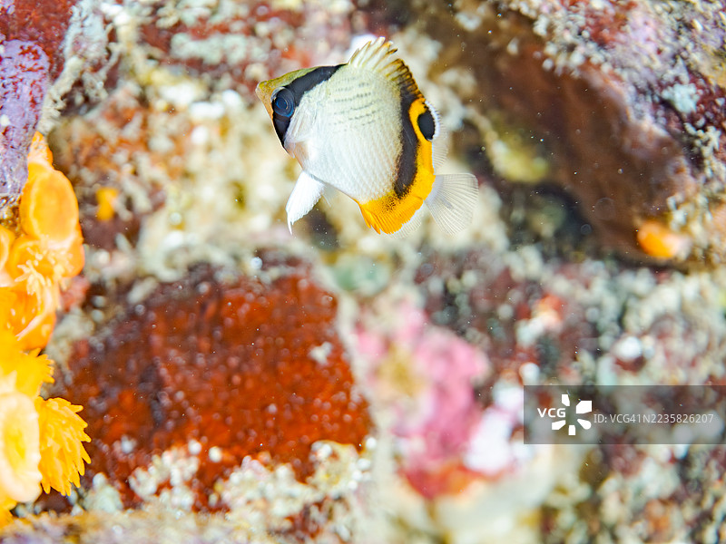 流浪蝴蝶鱼，学名Chaetodon Vagabundus，幼鱼。还有其他鱼类。鱼群。静冈县南伊豆中木港的平子海滩。- 2025年7月19日。图片素材