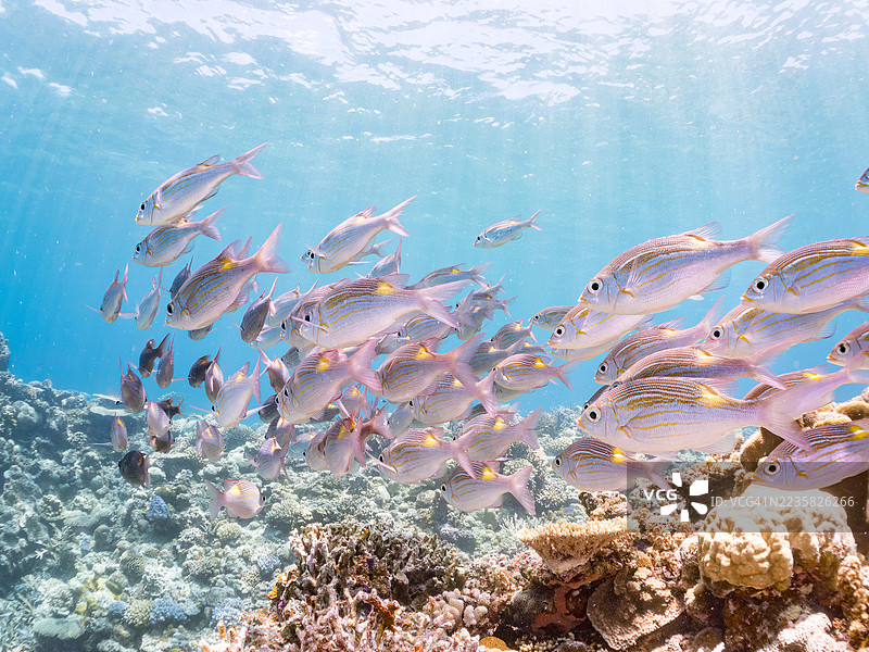 黄斑皇帝鱼,条纹大眼鲷,金齿鱼。热带鱼群。美丽的珊瑚礁和游泳的人们。阿穆罗岛,座间味岛,庆良间群岛,岛尻郡,冲绳 - 2025年6月30日图片素材