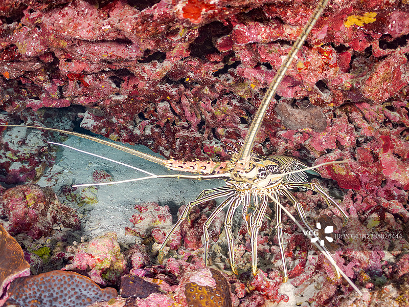 彩绘刺龙虾，彩虹龙虾。热带鱼群。美丽的珊瑚礁和游泳的人们。阿穆罗岛，座间味岛，慶良間群岛，岛尻郡，冲绳 - 2025年6月30日图片素材