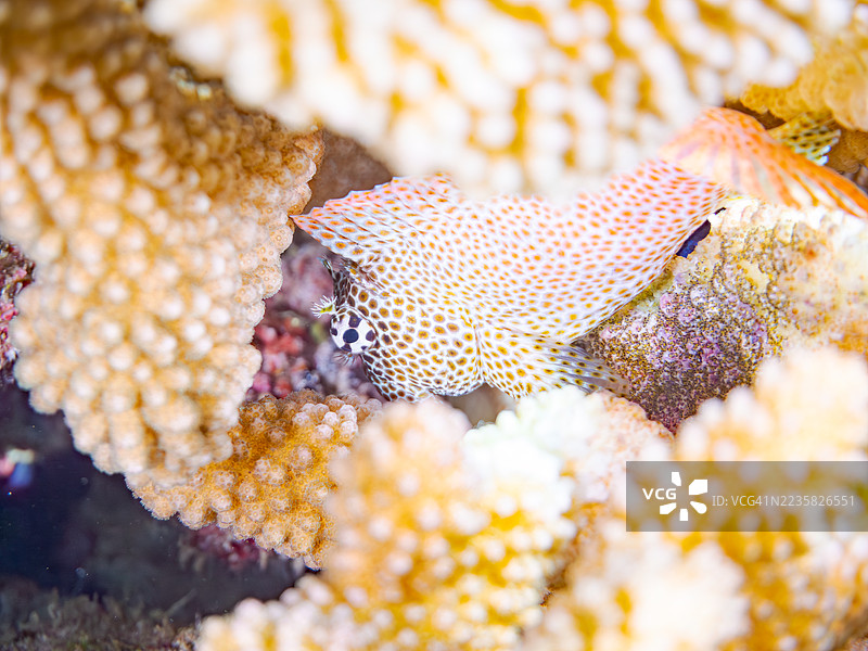 豹鳗鱼，Exallias brevis。一群热带鱼。美丽的珊瑚礁和游泳的人们。阿穆罗岛，座间味岛，庆良间群岛，岛尻郡，冲绳 - 2025年6月30日图片素材