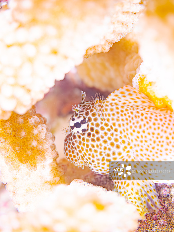 豹鳗鱼,Exallias brevis。一群热带鱼。美丽的珊瑚礁和游泳的人们。阿穆罗岛,座间味岛,庆良间群岛,岛尻郡,冲绳 - 2025年6月30日图片素材