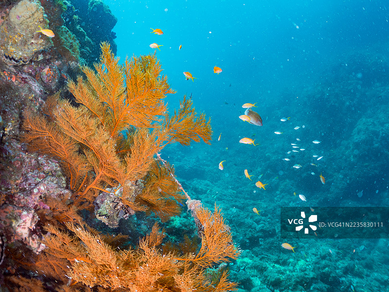 海金鱼，鳞鳍伪鲷，黄蓝色飞鱼，长尾飞鱼，蓝金飞鱼，金带飞鱼，韦伯的彩虹鱼，韦伯彩虹鱼，北方黄斑彩虹鱼等。鱼群。图片素材