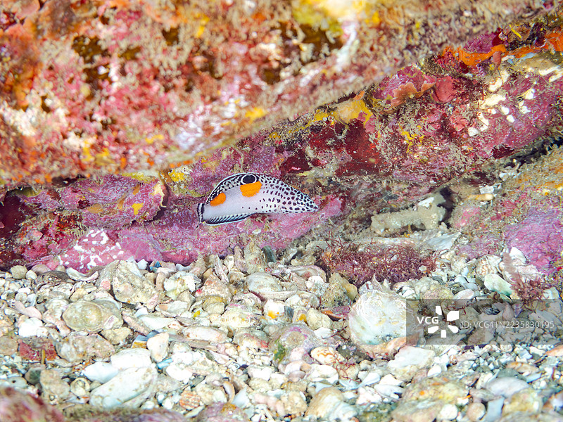 小丑鱼，Coris aygula，幼鱼。鱼群。平藏海滩，中木港，南伊豆，伊豆半岛，静冈县，日本。- 2025年7月20日。图片素材