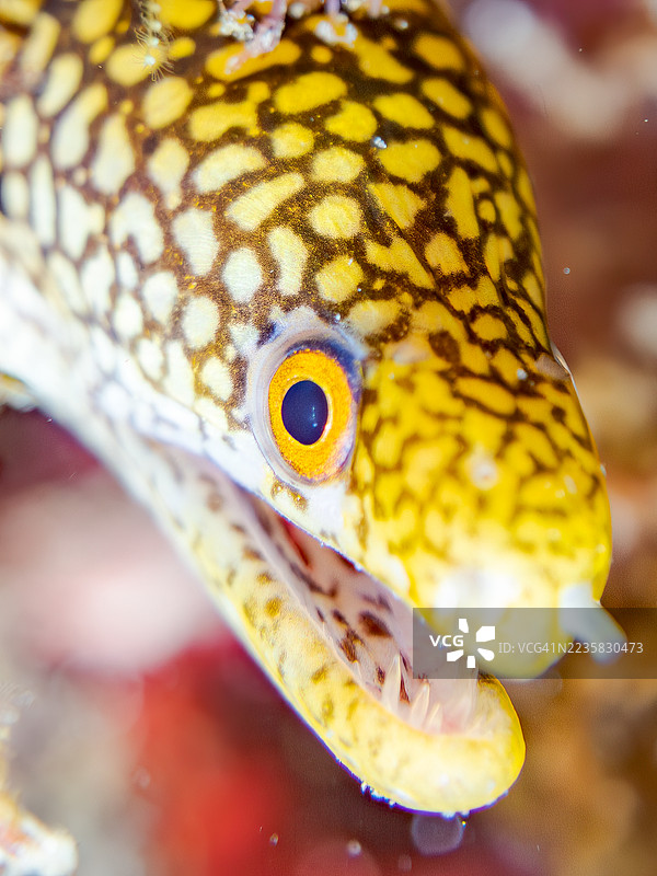 阿博特鳗鱼,Gymnothorax meleagris,幼鱼。鱼群。日本静冈县南伊豆,中木港,平藏海滩。- 2025年7月20日。图片素材