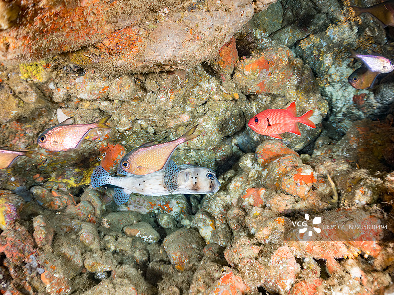 太平洋刺鱼，网纹刺鱼。大鳞士兵鱼，科氏士兵鱼，黑条扫鱼，施文基扫鱼。日本刺龙虾，日本龙虾。还有其他鱼类。鱼群。图片素材