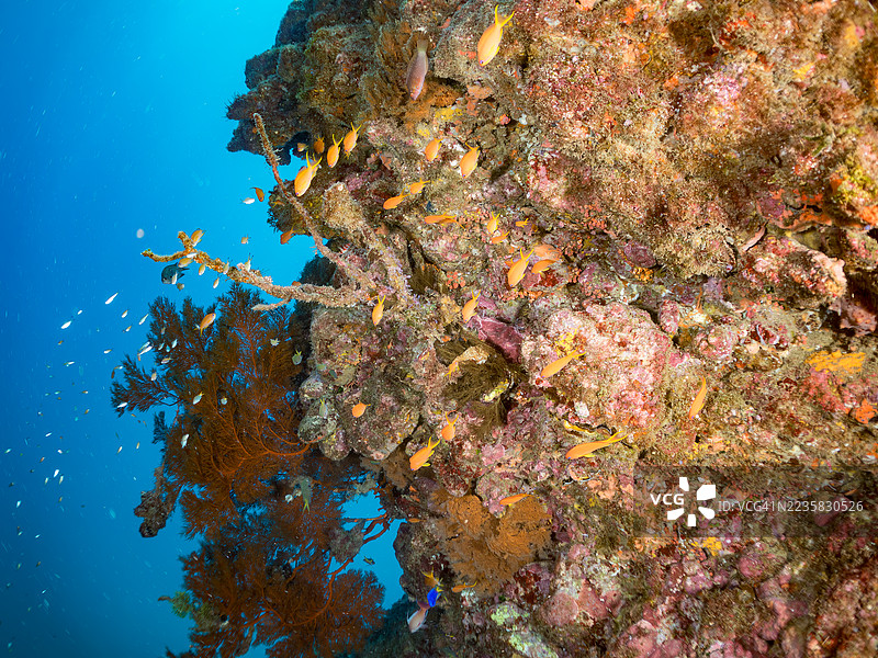 海金鱼，斑鳍伪鲷，黄蓝色飞鱼，蓝金飞鱼，金带飞鱼，韦伯的彩虹鱼，彩虹鱼，北方黄斑彩虹鱼等。鱼群。图片素材