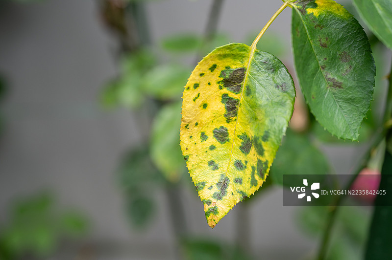 黄色玫瑰叶子上的黑斑。黑斑是一种影响玫瑰的真菌病（Diplocarpon rosae）。图片素材
